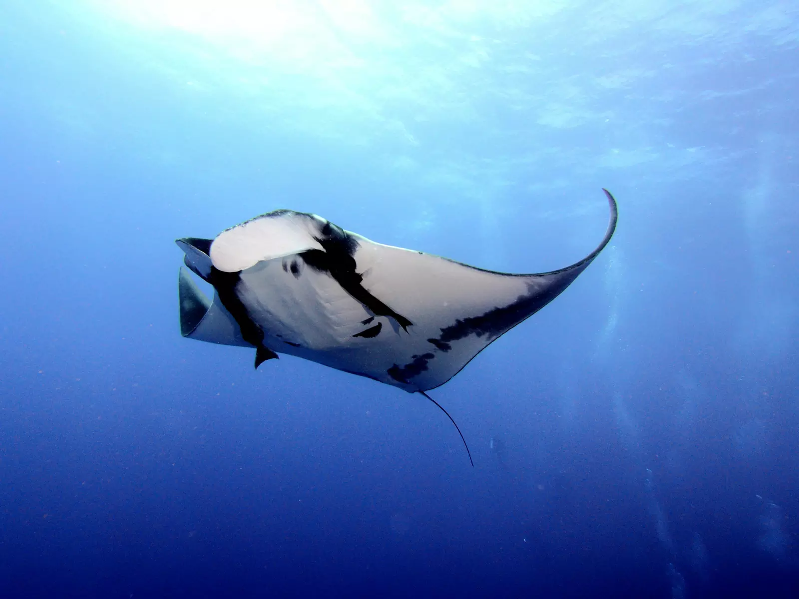A manta ray in the blue water off the Kona coast