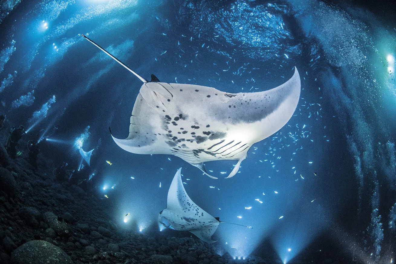 Manta rays feeding in the dive lights at night