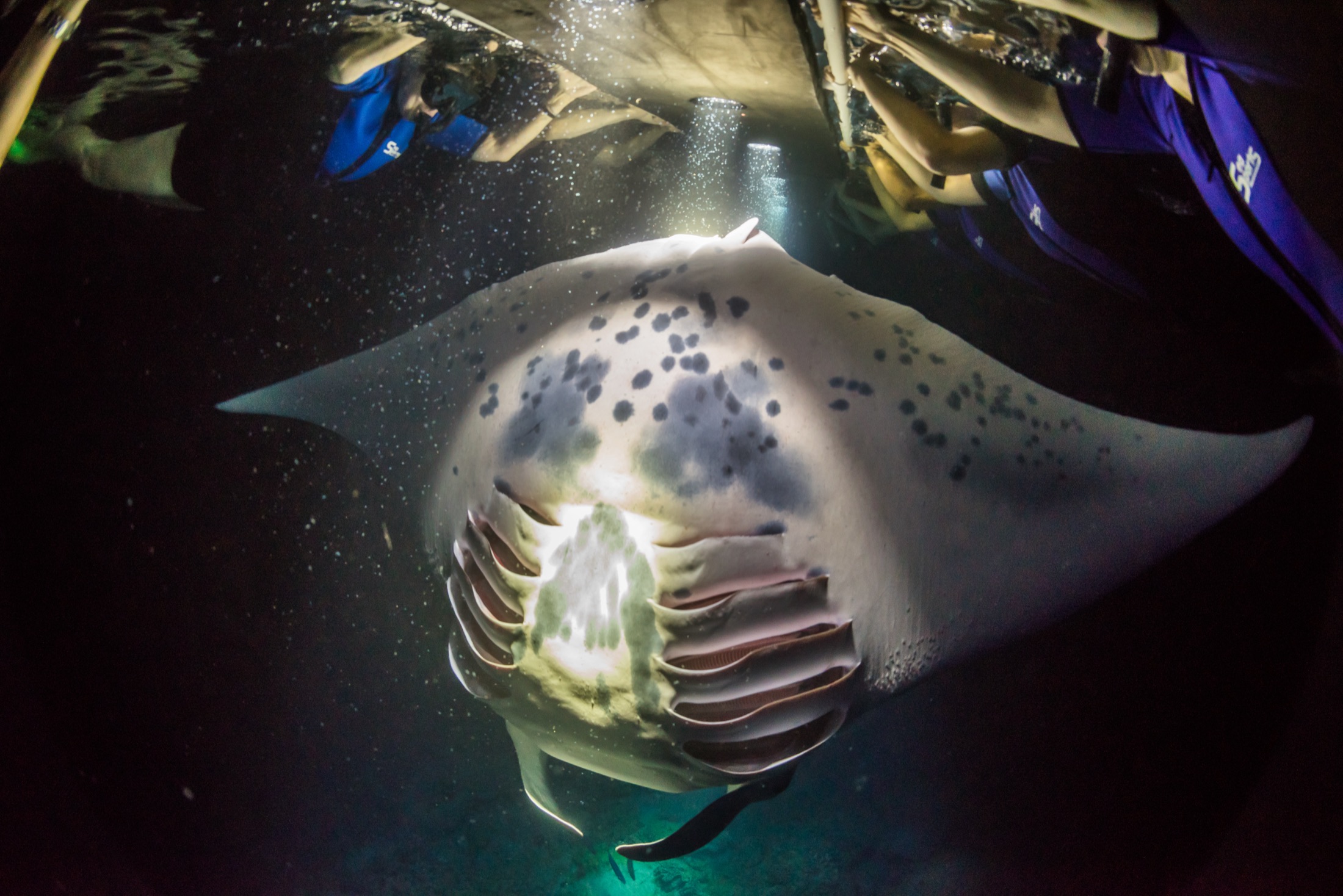 A manta ray feeding beneath snorkelers in the dive lights