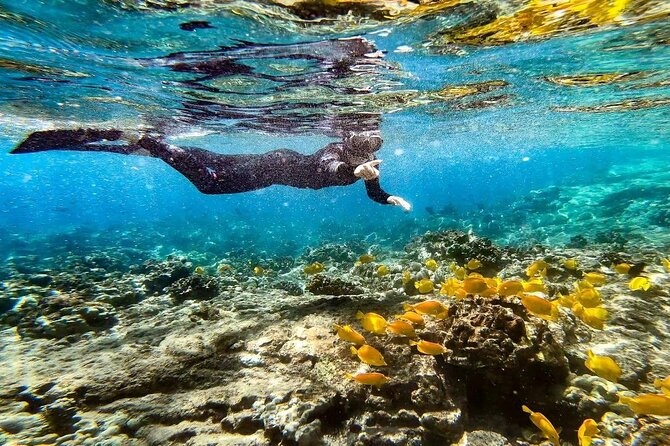 A snorkeler gliding above a school of yellow tangs